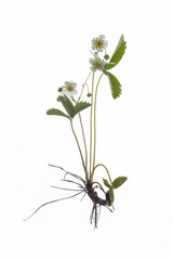 Fragaria vesca - Wild Strawberry - Isolated on White