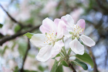 Obraz premium apple tree flowers blossoming in the sunny garden