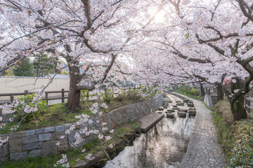 Fototapeta na wymiar Japanese Sakura cherry blossom with small canal in spring season