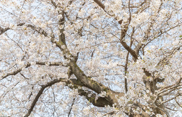 Japanese Sakura cherry blossom in spring season