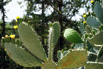 Cactuses with flowers