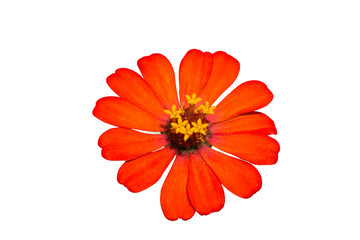 Isolated red zinnia flower on white background