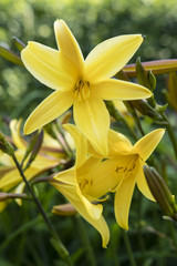 Fototapeta na wymiar Yellow flower daylily.