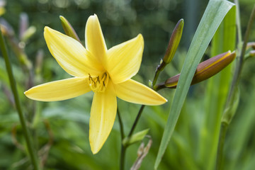 Yellow flower daylily.
