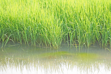 Young green rice field in water natural background