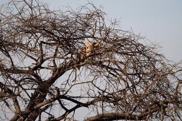 Obraz premium Skeleton left on a tree by a leopard in the South Africa