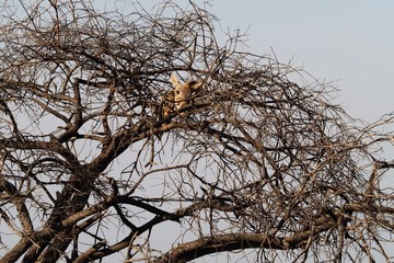 Obraz premium Skeleton left on a tree by a leopard in the South Africa