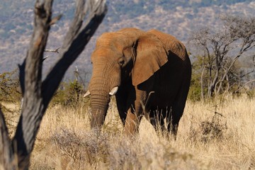 Fototapeta premium SAFARI ELEPHANT