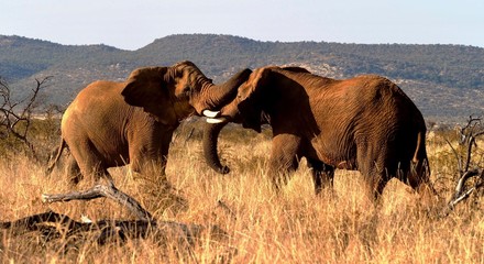 Elephants fighting in South Africa