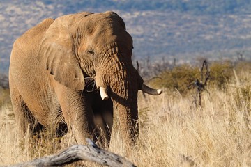 Fototapeta premium Elephant Südafrika