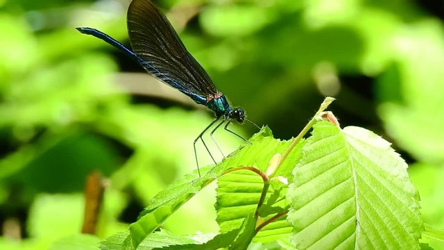 Libelle - Nahaufnahme - Blaufl&uuml;gel Prachtlibelle