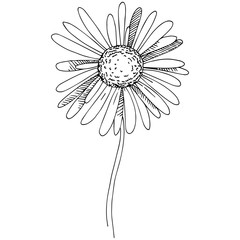 Daisy in a vector style isolated. Full name of the plant: Daisy. Vector flower for background, texture, wrapper pattern, frame or border.