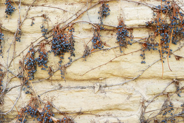 Virginia Creeper Dried with Berries On Stone Wall