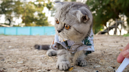 Scottish fold cat wearing a shirt at the beach.