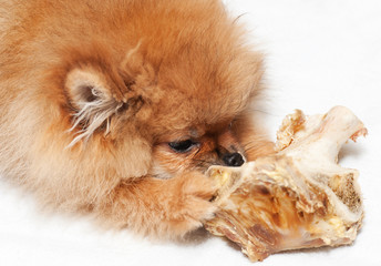 Little spitz-dog gnaws a bone