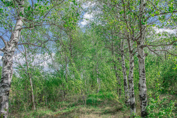 Landscape, spring, green leaves on trees and blue sky with clouds