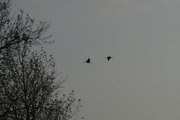 Kraniche am Himmel / Cranes in the sky