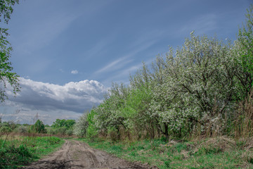 Spring, landscape, flowering fruit trees near dirt road with beautiful blue sky and clouds