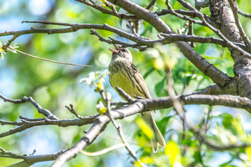 Yellow little bird on a branch sings a Nightingale