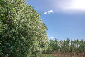 Obraz premium Spring, landscape, flowering fruit trees near dirt road with beautiful blue sky and clouds