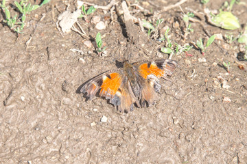 Insect butterfly on the background of the earth