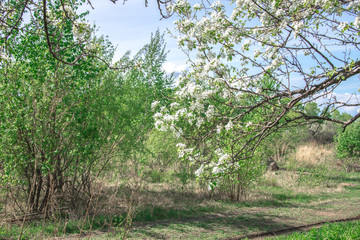Spring, landscape, flowering fruit trees near dirt road with beautiful blue sky and clouds