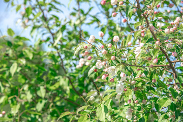 Macro photo white and blue flowers on trees, spring, clouds and blue sky
