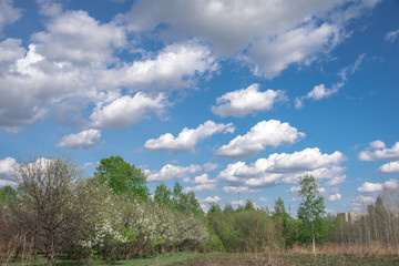 Obraz premium Landscape, spring, green leaves on trees and blue sky with clouds