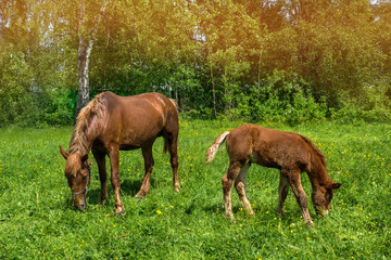 Fototapeta premium A horse with a newborn foal grazes in a meadow in Sunny weather
