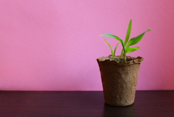 corn stalk in a pot for planting on a bed
