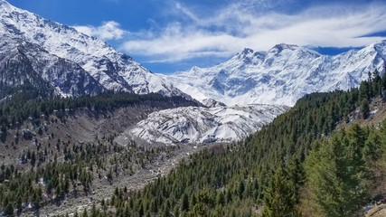 Fototapeta na wymiar Nanga Parbat mountain peak with glacier and green pine forrest, Gilgit, Pakistan