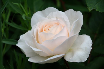 englische Rose in Weiß Emanuel