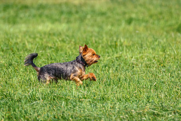Yorkshire Terrier Runs On The Grass