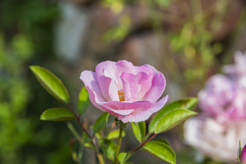 Beautiful pink rose  bloom
