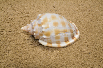 Fototapeta na wymiar seashell on river sand as background