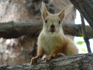 Rodent squirrel in natural habitat