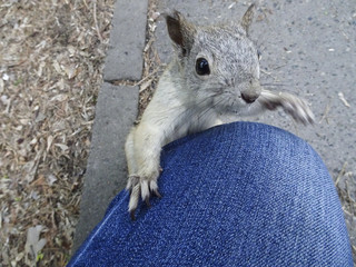 Rodent squirrel begging food