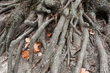 Close-up of tree roots and foliage.