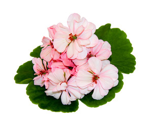 A geranium flower and leaves against a white background
