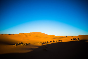 Fototapeta na wymiar Wide angle shot of tourists riding camels in caravan over the sand dunes in Sahara desert with strong camel shadows on a sand