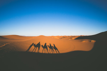 Naklejka na ściany i meble Vintage looking image of tourists riding camels in caravan in Sahara desert with camels shadows on a sand
