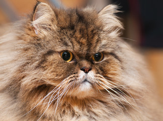 BIG ADULT BROWN PERSIAN CAT