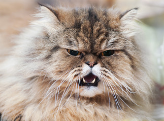 Frightened kitten lying in front.