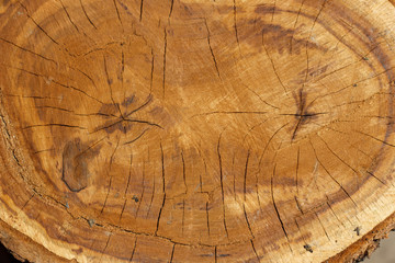 срез ствола дерева абрикос © zymert1982