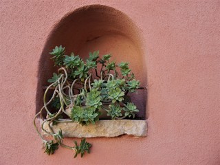 niche in the rosy outer wall of a house with a thick-leaf plant in a pot, very decorative, place...
