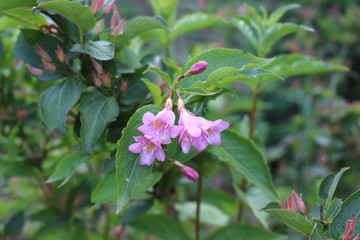Fototapeta premium Pink bells blooming on the garden