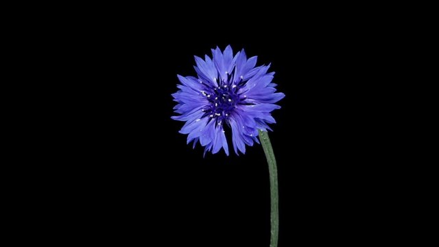 開花タイムラプス　ヤグルマギク