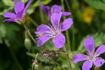 Spreading Bellflower (Campanula patula)