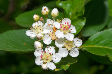 The little flowers of chokeberry. Macro photo