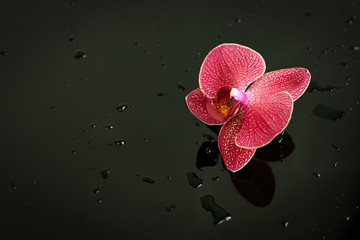 pink Orchid on black background with water drops